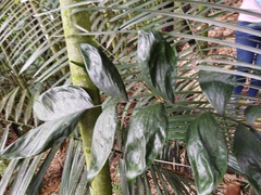 Chamaedorea pinnatifrons
