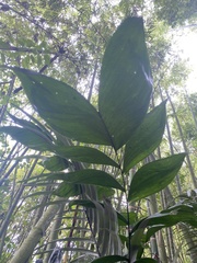 Chamaedorea pinnatifrons
