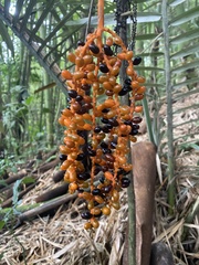 Chamaedorea pinnatifrons