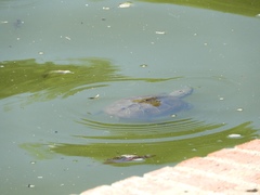 Mauremys reevesii