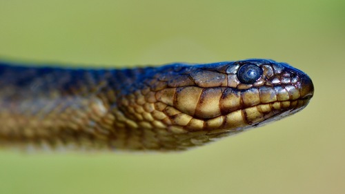 Florida Green Watersnake