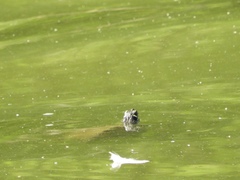 Graptemys pseudogeographica