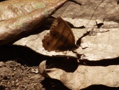Pharneuptychia
