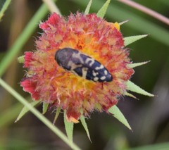 Acmaeodera mixta