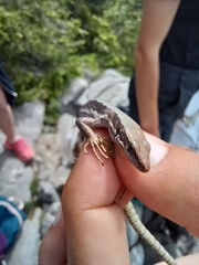 Iberolacerta horvathi