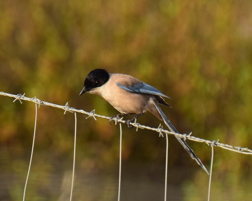 Iberian Azure-winged Magpie