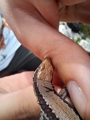 Iberolacerta horvathi