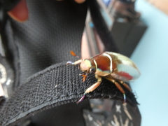 Chrysina chrysargyrea