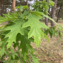 Quercus rubra