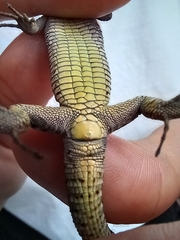 Iberolacerta horvathi