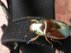 Chrysina chrysargyrea