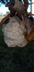 Protopolybia exigua