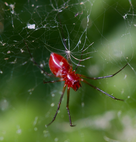 Black-tailed Red Sheetweaver