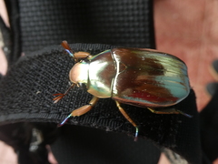 Chrysina chrysargyrea