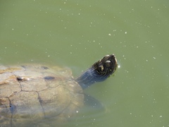 Graptemys pseudogeographica