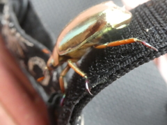 Chrysina chrysargyrea