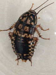 Neostylopyga rhombifolia