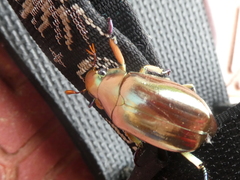 Chrysina chrysargyrea