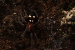 Titanoeca quadriguttata