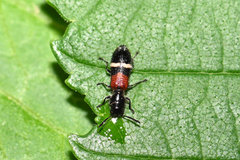Tilloidea unifasciata