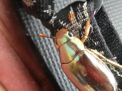 Chrysina chrysargyrea