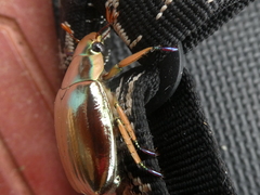 Chrysina chrysargyrea