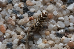 Salticus scenicus