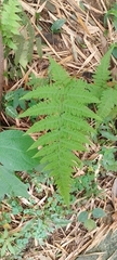 Macrothelypteris