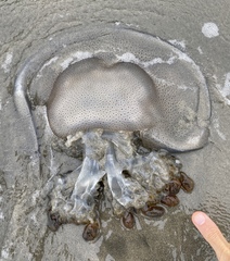 Rhopilema hispidum