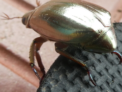 Chrysina chrysargyrea