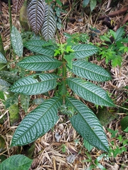 Inga