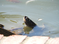 Graptemys pseudogeographica