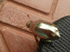 Chrysina chrysargyrea