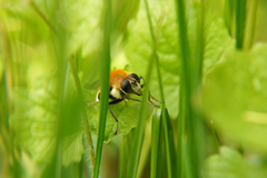 Criorhina floccosa
