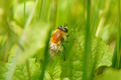 Criorhina floccosa