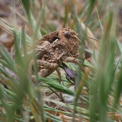 Prionotropis azami