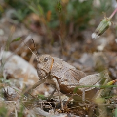 Prionotropis azami