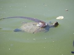 Graptemys pseudogeographica