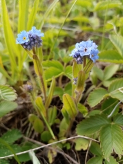 Myosotis popovii