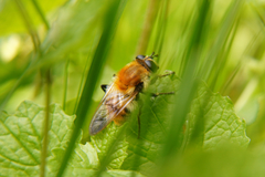 Criorhina floccosa