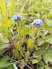 Myosotis popovii