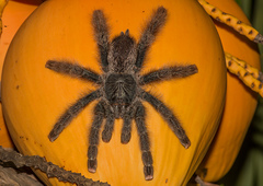 Avicularia avicularia