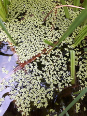 Lemna turionifera