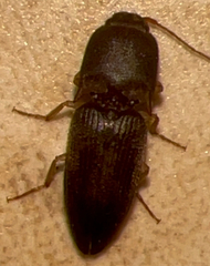 Heteroderes amplicollis