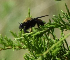 Laphria macquarti