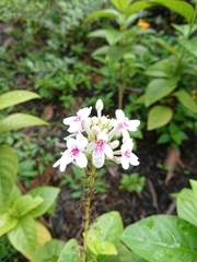 Pseuderanthemum carruthersii