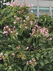 Lagerstroemia floribunda