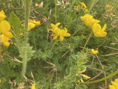 Megachile ericetorum