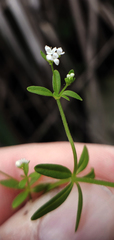 Galium tinctorium