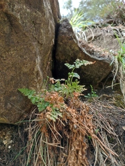 Asplenium cuneifolium